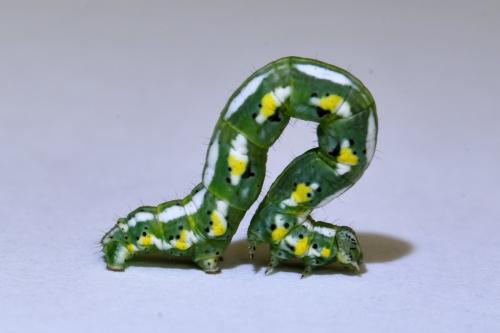 Réf. 348 558 : Chiasmia aestimaria